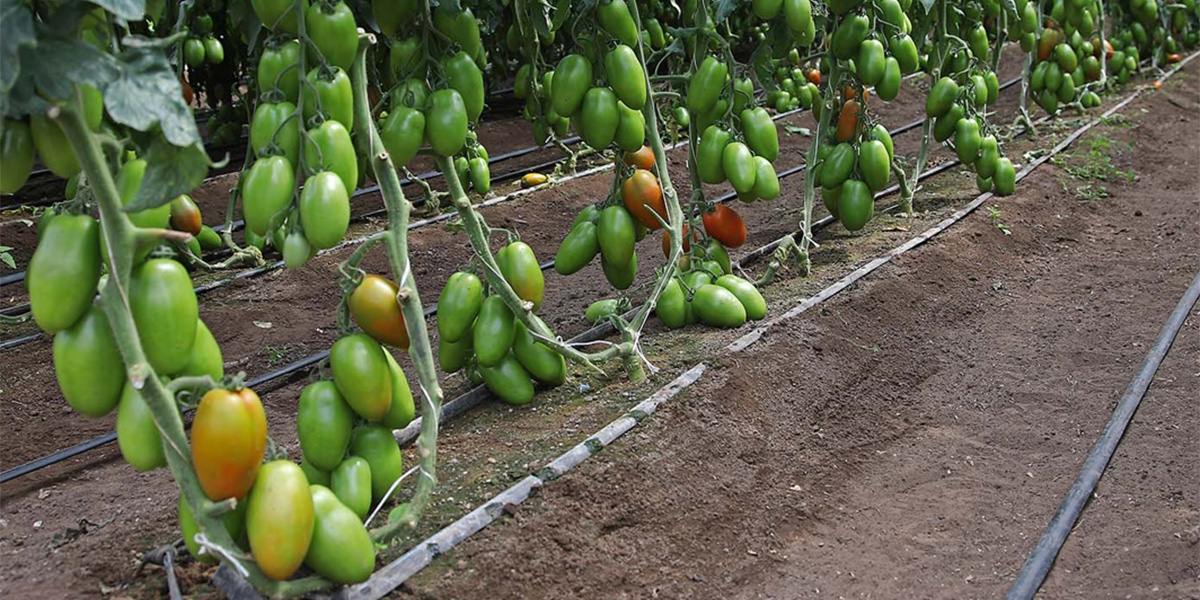 Vilmorin-Mikado presenta V730 F1: il nuovo pomodoro San Marzano da serra